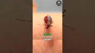 Sivrisinekler Kanımızı Nasıl Emer? 🦟🩸😩