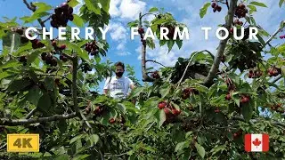 Cherry Picking Farm Tour- ( Pick Your Own Cherries )- Healthy Eating for Kids ( 4K ) July 2nd, 2021