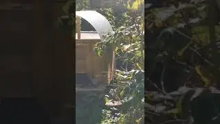 Ольга-Кошачье утро.
