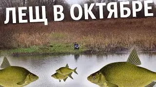 Базовые знания для ловли леща в октябре. Как на что и где ловить леща осенью в октябре?