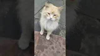 Рыжие штаны пришли трапезничать 🤣😺😸 #trending #cat #кот #коты #cats #funny #смех
