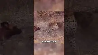 Стая Гиен задрала Пантеру 😳🐆