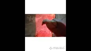 БРУДЕРА ИЗ МЕТАЛЛА// ЦЫПЛЯТА НОВЫЙ СЕЗОН//ЖДЕМ ОТЕЛ/