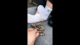 Funny Snake prank tickle foot 😂 