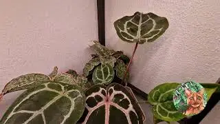 Anthurium 