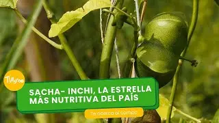 Sacha- Inchi, la estrella más nutritiva del país - TvAgro por Juan Gonzalo Angel Restrepo