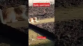 Интересные котики 