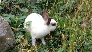 FREE HD STOCK FOOTAGE HD! White rabbit frolicking in a grassy meadow