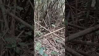 Bamboo Forest #nature