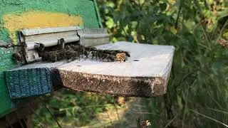 Пчелотерапия. Апитерапия. Bee therapy. Apitherapy.