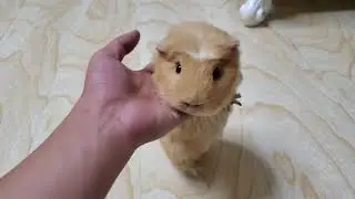 Dutch pigs practice standing