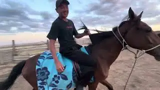 Обучение лошади день 8
