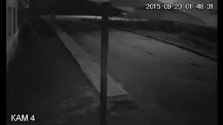 2 волки утащили собаку..