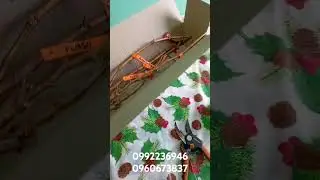 Саджанці винограду