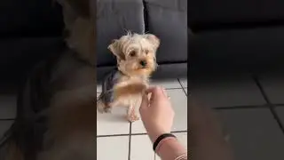 How to teach your dog to roll over | EASY puppy tricks😍🐕 