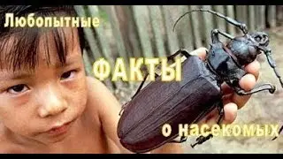Любопытные факты о насекомых