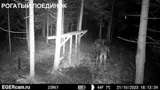 Лоси. Рогатый поединок. На солонце в гон ) Фото и видео с фотоловушек Егерькам