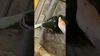 Съездили с Чернушенькой к ветеринарам❤️🐾
