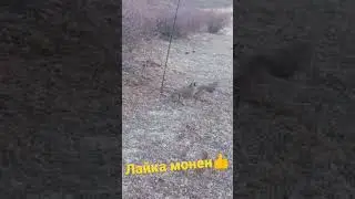 шикори кабк дар н рашт