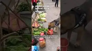 Dog shopping for groceries in a flea market for its crippled owner, who is aware of its particular.