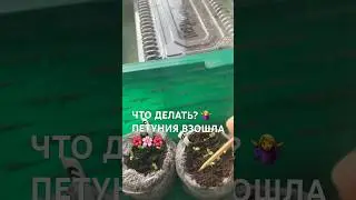 ЧТО ДЕЛАТЬ ДАЛЬШЕ? 🤷‍♀️ПЕТУНИЯ ВЗОШЛА🌺