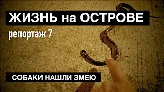 Собаки нашли змею. Проститутошная и фриланс. Туристы и крабы. Панганская мода и закаты. Репортаж 7.