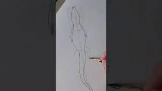Мини-ролик. Крокодил, вид снизу