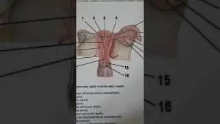 аялдын жыныс органдары
