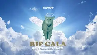 RIP CALA 🕊️ (I Go Meow Cat)