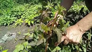 КАК БЫСТРО И УДОБНО ПОДВЯЗАТЬ ЛЮБОЕ РАСТЕНИЕ , ЛЮБОЙ КУСТ!!!