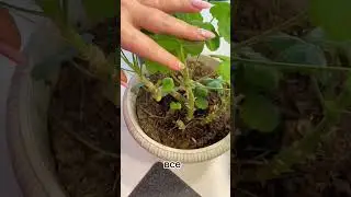 Герань вытянулась. Что делать?