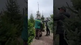 Елка , Елка голубая, Ель обыкновенная обзор #купитьелку #купитьподарок #елкавгоршке