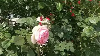 Цветут плетистые розы в сельском дворе.