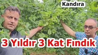 Kandıra - Fındıkta Her Yıl Yüksek Verim Elde Etmek için Fındık Gübreleme Programı - Fındık Gübresi