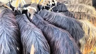СУРХОНДАРЁ САРИОСИЁ САРКА БОЗОРИ