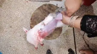 Woman slaughter rabbit girl female slaughter rabbit