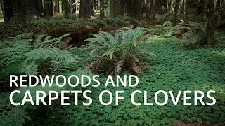 Velvia And Carpets Of Clovers | Large Format Photography 2021 - Episode 3