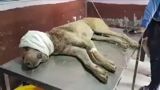 The Poor Dog who was found with a big crane infection and was so weak