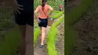 gadis desa viral