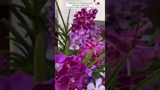 Buy Orchid plant Online ☘️ 