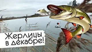 Как и где ловить щуку на жерлицы в декабре? Советы по ловле щуки на жерлицы зимой!
