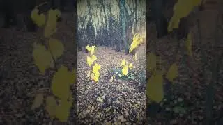 Последний вечер на даче. Завтра в Москву.