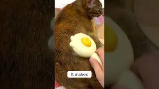 Reasons why cat loves grooming