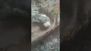 Просто спит