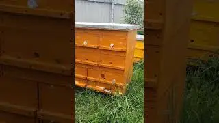 Уникальный улей для людей с ограниченными возможностями