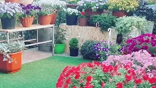 Ипомея БАТАТ как размножить Два ПРОСТЫХ СПОСОБА🌹как черенковать цветы