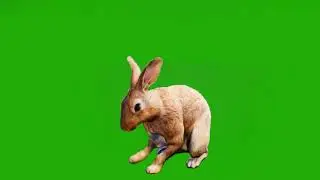 Rabbit/Bunny Green Screen Animation Video | Animal green screen | Free Use (2021)
