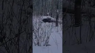 Обновление Би сварма в реальной жизни 