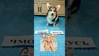 СМЕШНЫЕ ЖИВОТНЫЕ | КОРГИ ЛУНА ВЫБИРАЕТ КУСЬ ИЛИ ЧМОК #funny #dog #funnyvideo #pet