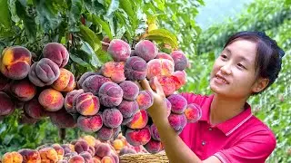 Harvesting Peach - the wonderful taste of the Northwest Goes To Market Sell | Ella - Free Bushcraft